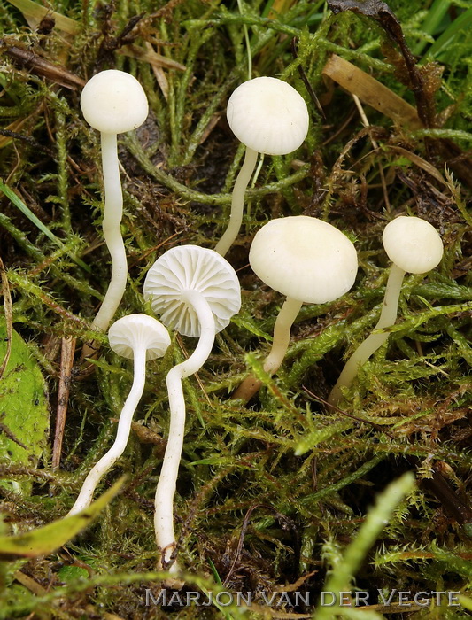 Geurende wasplaat - Hygrocybe russocoriacea